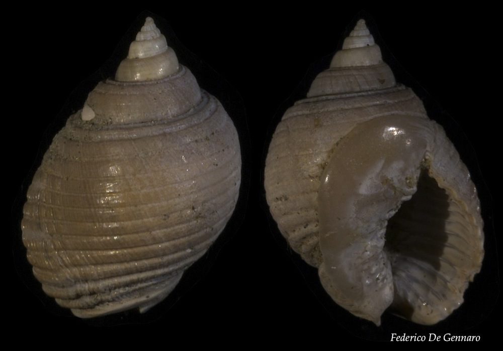 Nassarius obliquatus?